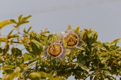 Villa The Passion Fruit House São Vicente Esterno foto
